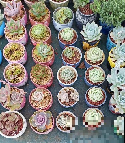 女儿痴迷养多肉，宁肯花高价，也要寄养多肉，我该阻止吗