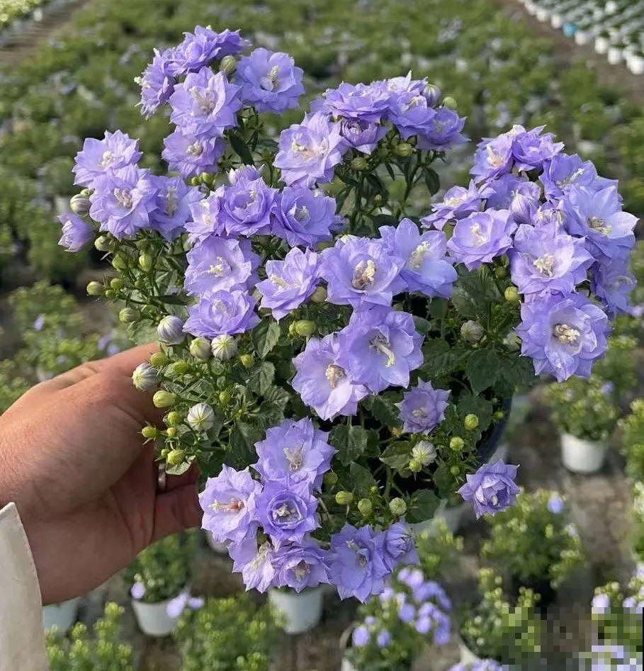 今冬最火网红花,密密麻麻“风铃”花苞,气质十足有格调! 今冬最火网红花,密密麻麻“风铃”花苞,气质十足有格调!