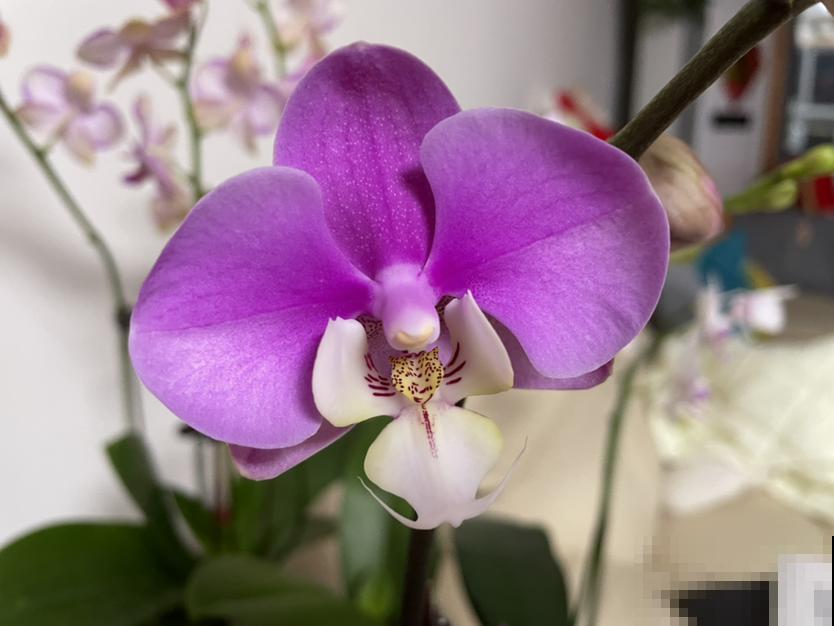 养蝴蝶兰，秋天开始催花了，选对肥水才能开花