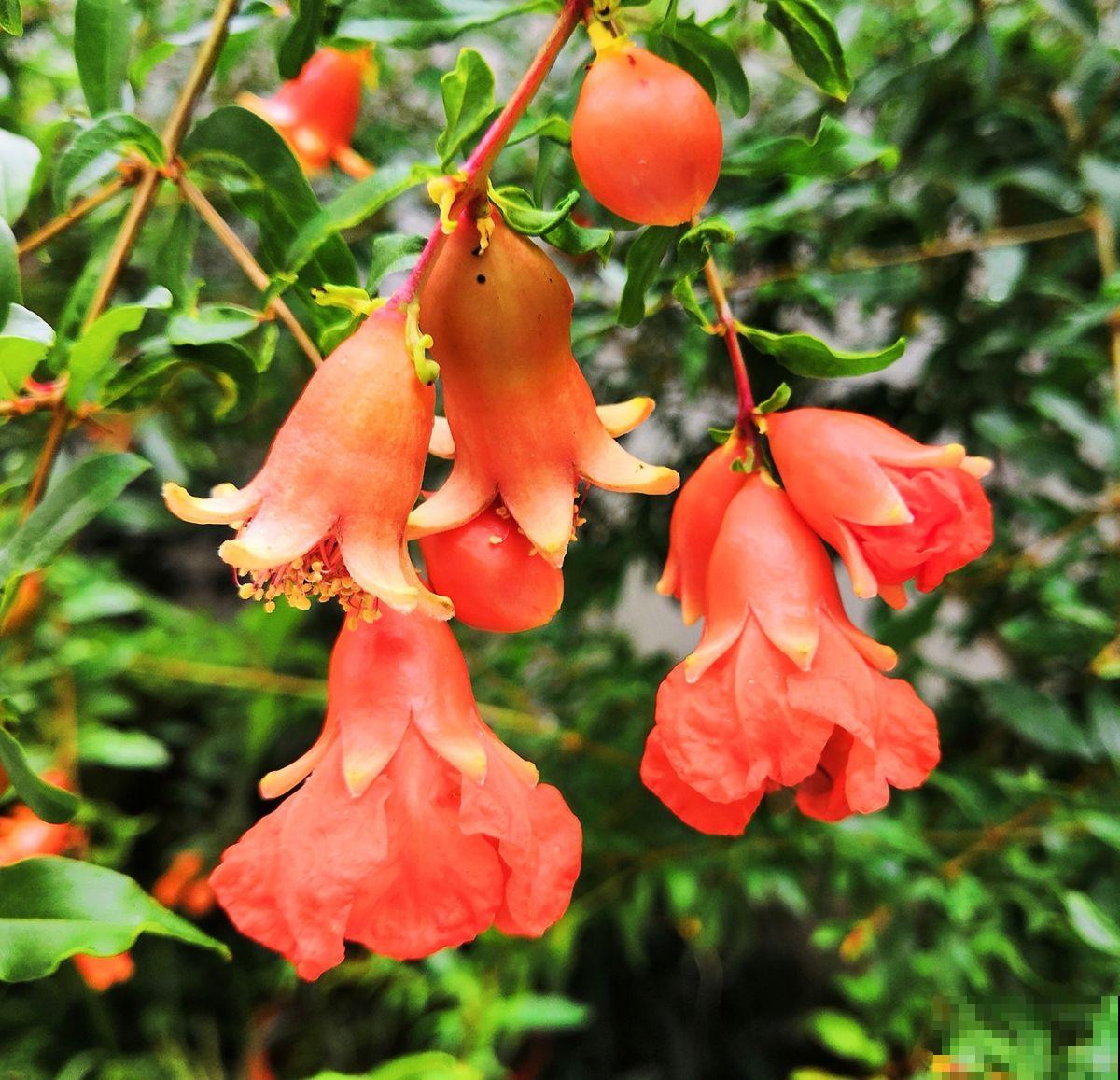 庭院种植有讲究,东榴金西柿银,万事如意喜事多 庭院种植有讲究,东榴金西柿银,万事如意喜事多