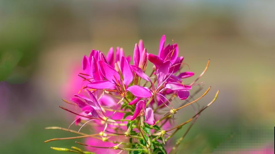 秋天常见的60种花，最全花卉图谱，收藏起来慢慢看