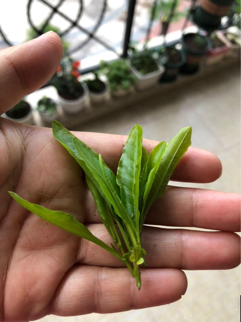 只因1个小动作,把花都“害”死了,赶紧住手 只因1个小动作,把花都“害”死了,赶紧住手