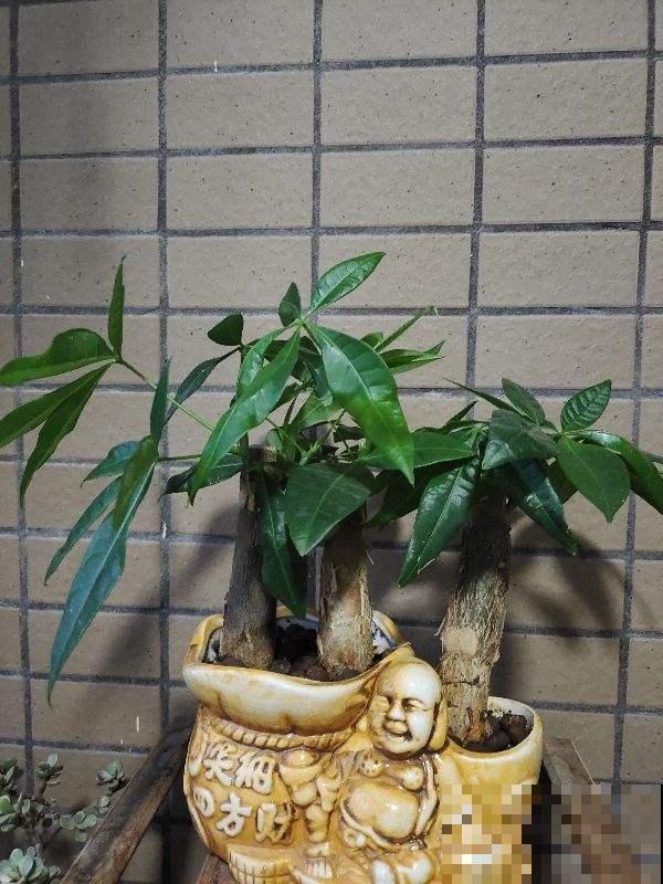 耐阴的15种植物，家里没光也能养，还能开花爆盆