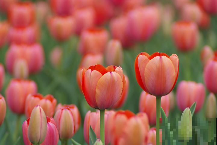 10种有毒花,路边见到要小心,千万别食用 10种有毒花,路边见到要小心,千万别食用