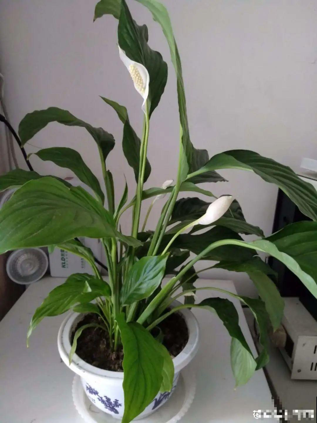 10种花冬天不能断水，勤浇水才能长得旺，叶子油亮有光泽