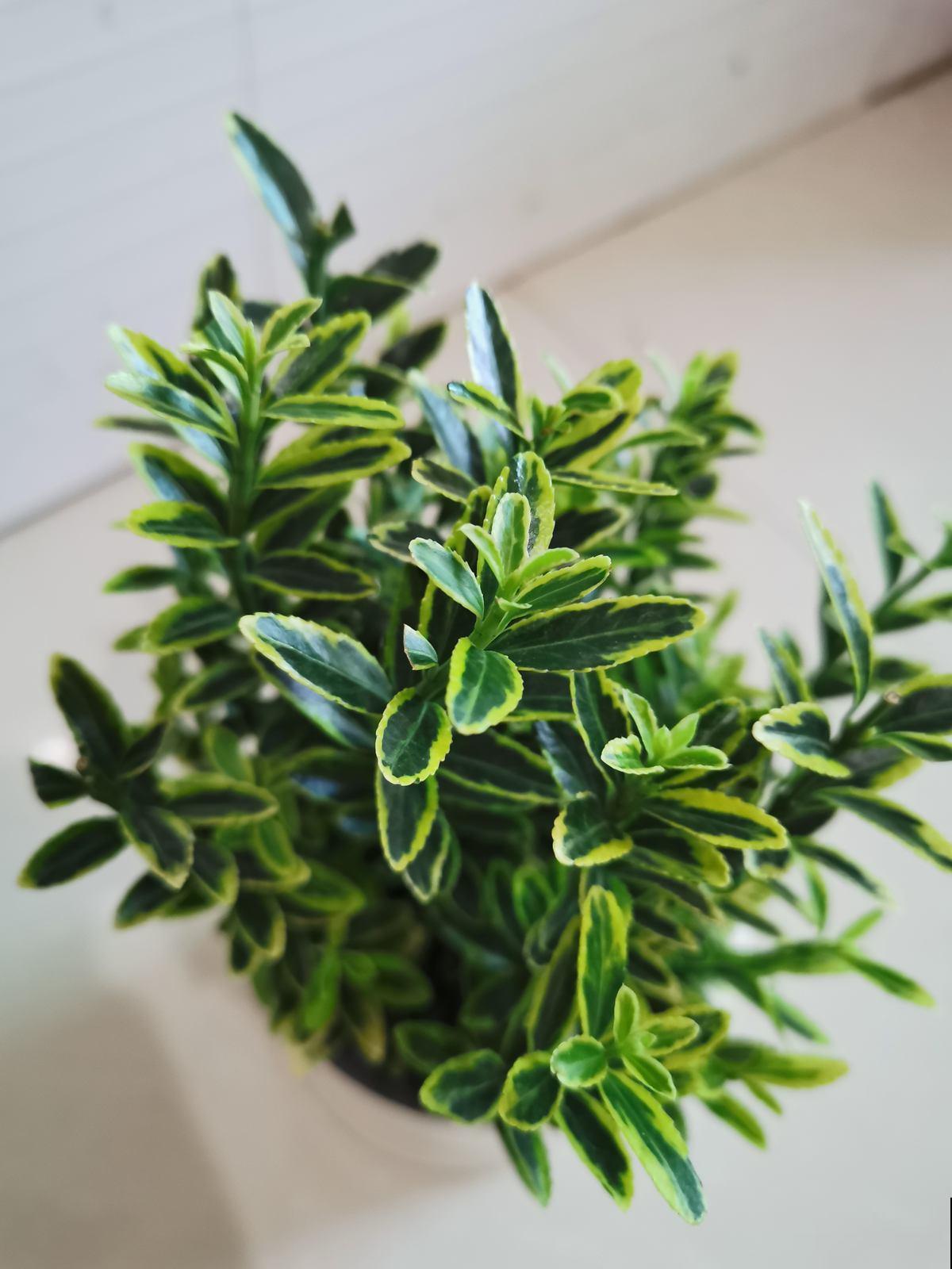 家中养花，就选这4种富贵花，能给家里“添财气”