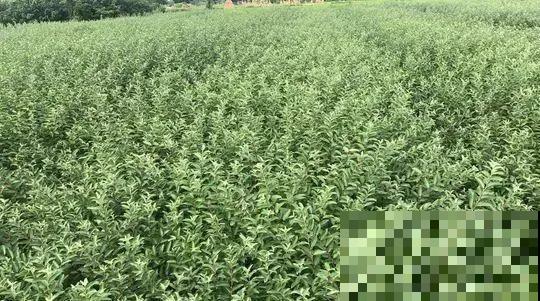 “家有银柳，越过越有”，当之无愧的“旺财花”，年前必须安排