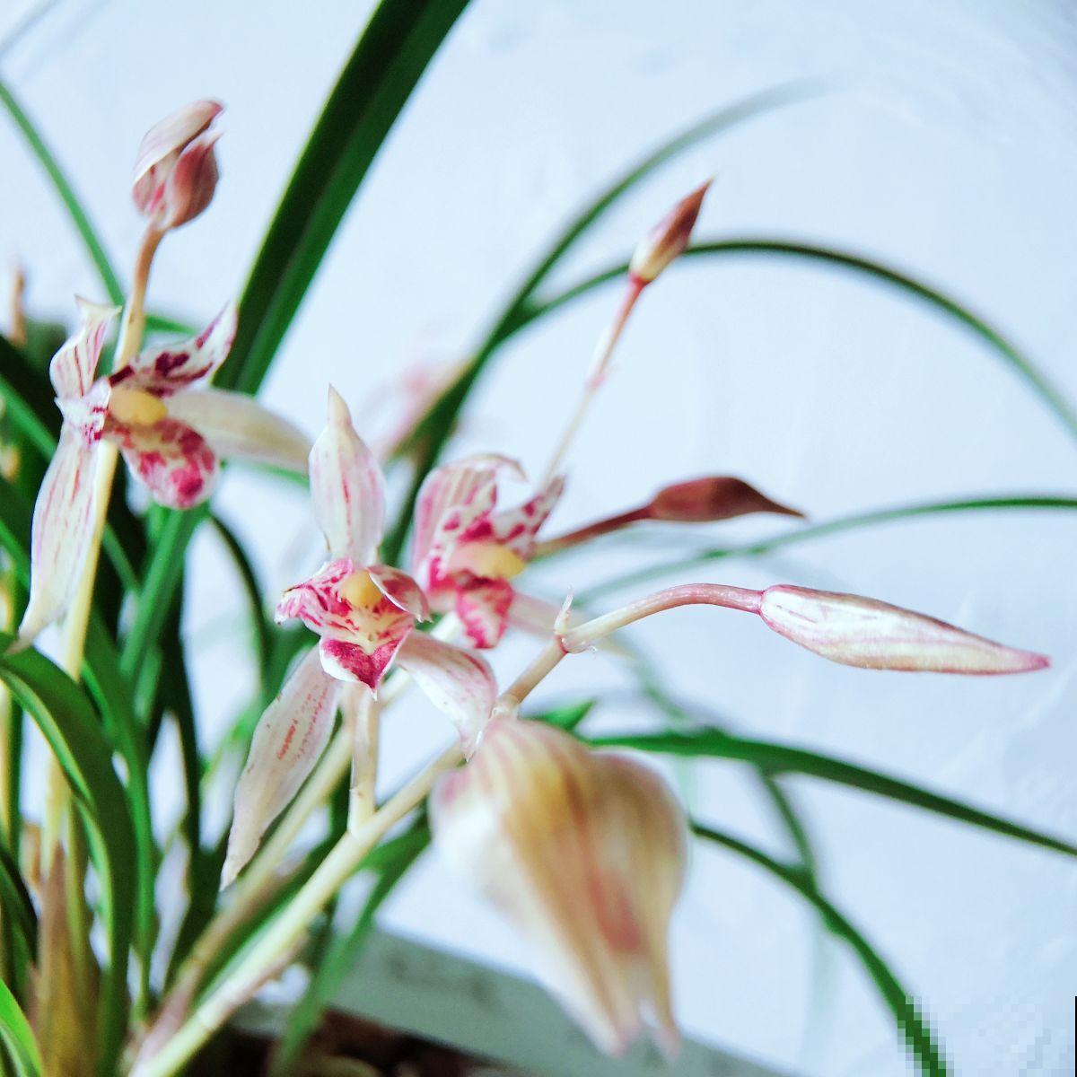 5个道理,养花10年才逐渐懂得,养花更是养人心 5个道理,养花10年才逐渐懂得,养花更是养人心