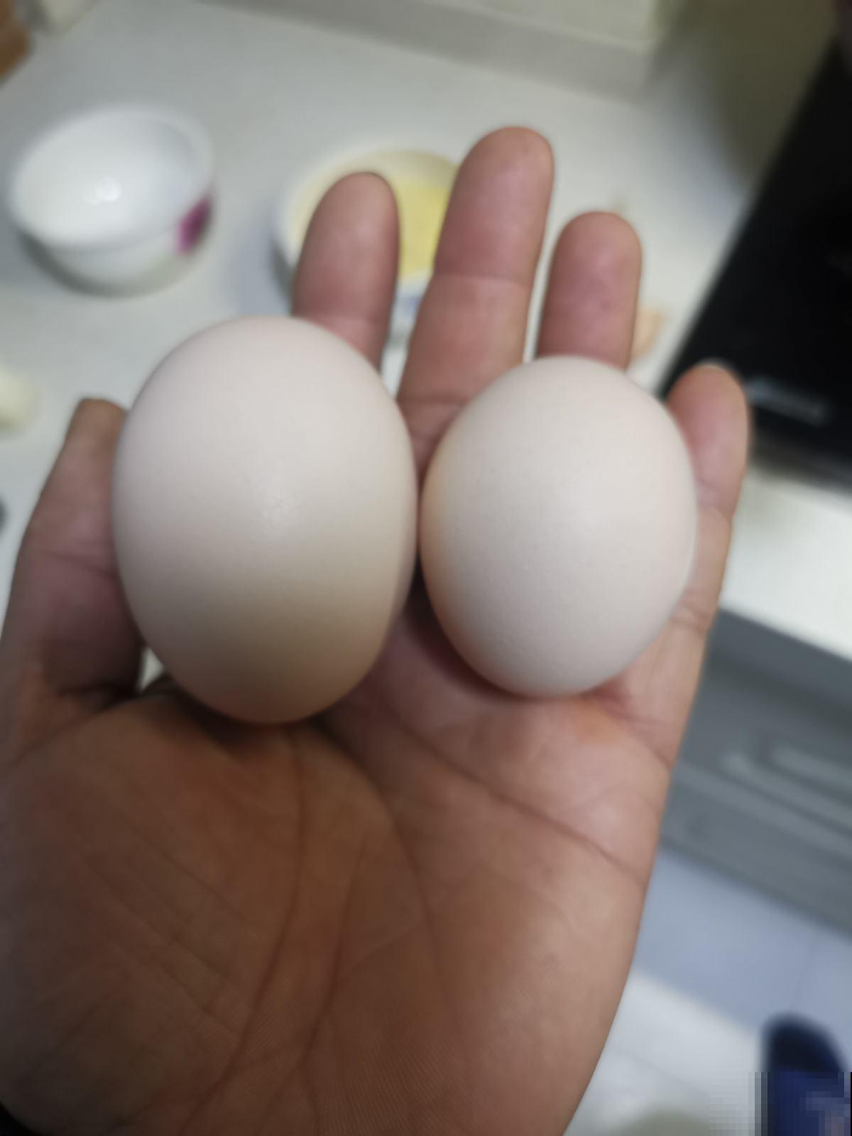 臭鸡蛋养花效果好，聪明人都学会了，省下一笔肥料钱