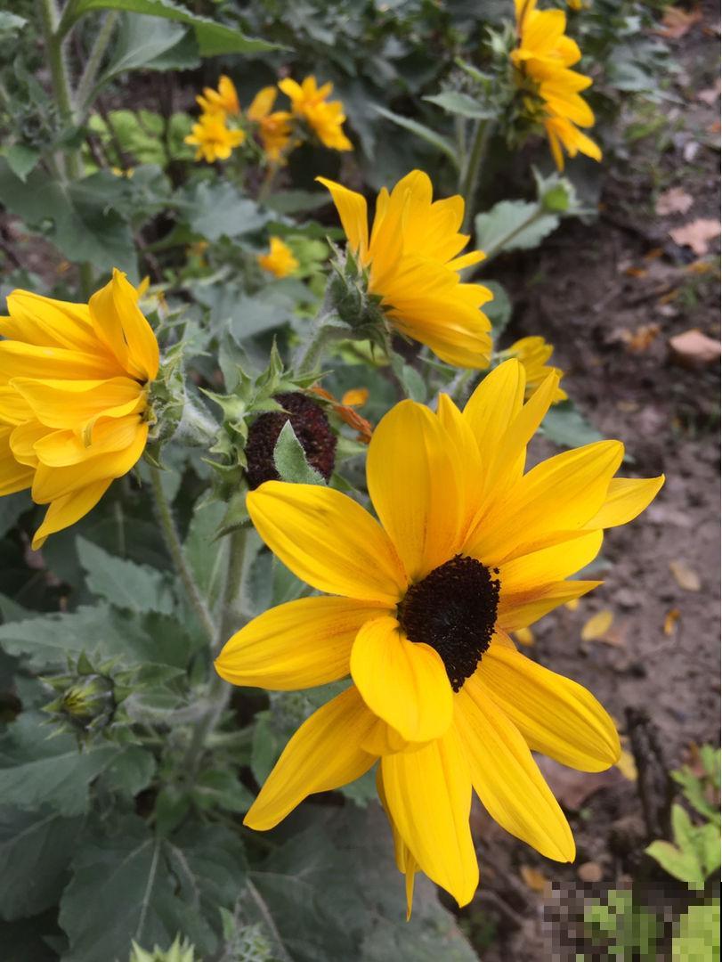 养花一直不开花，要是再不管，估计就成“柴火垛”