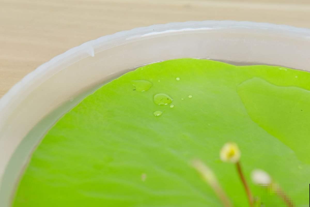 1种花放水里就能活，却不适合有孩子的家养，很可能变“水帘洞”