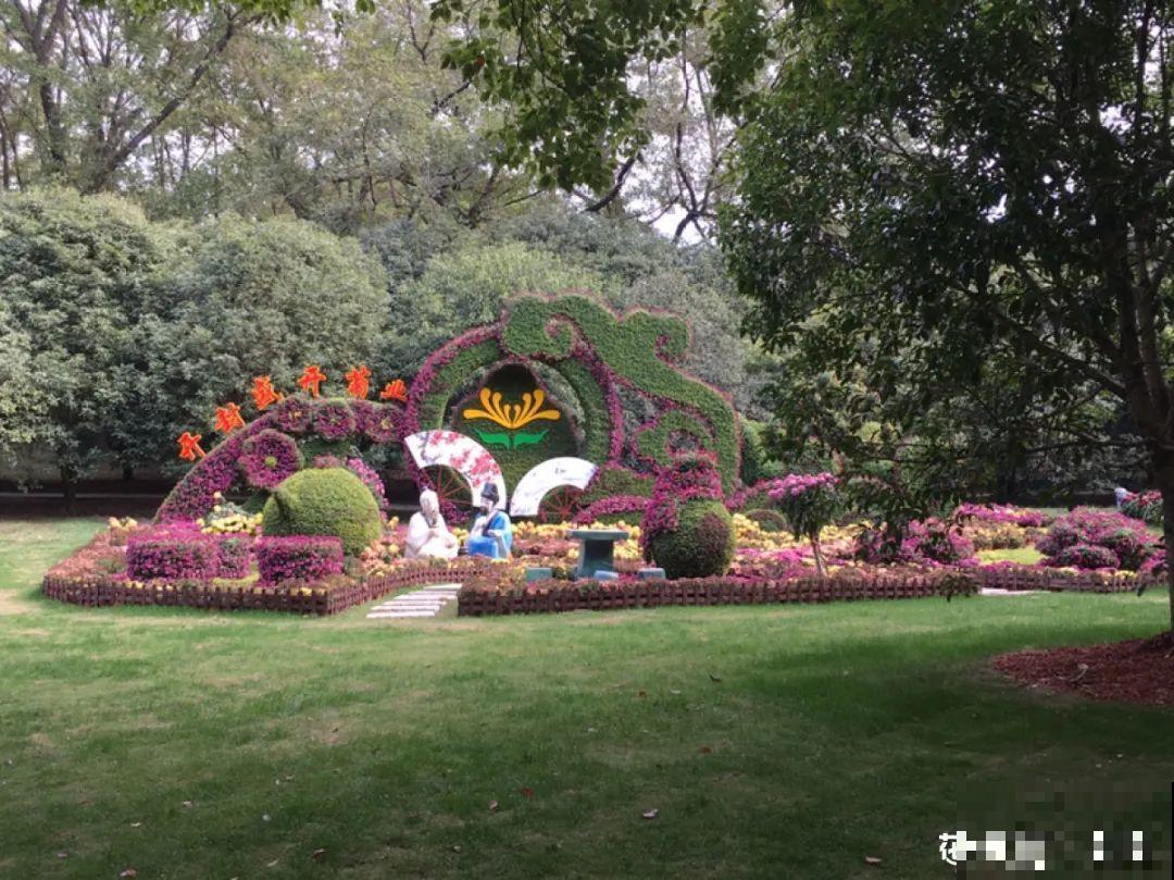 一盆菊花一万二，能开出七个颜色，真是少见