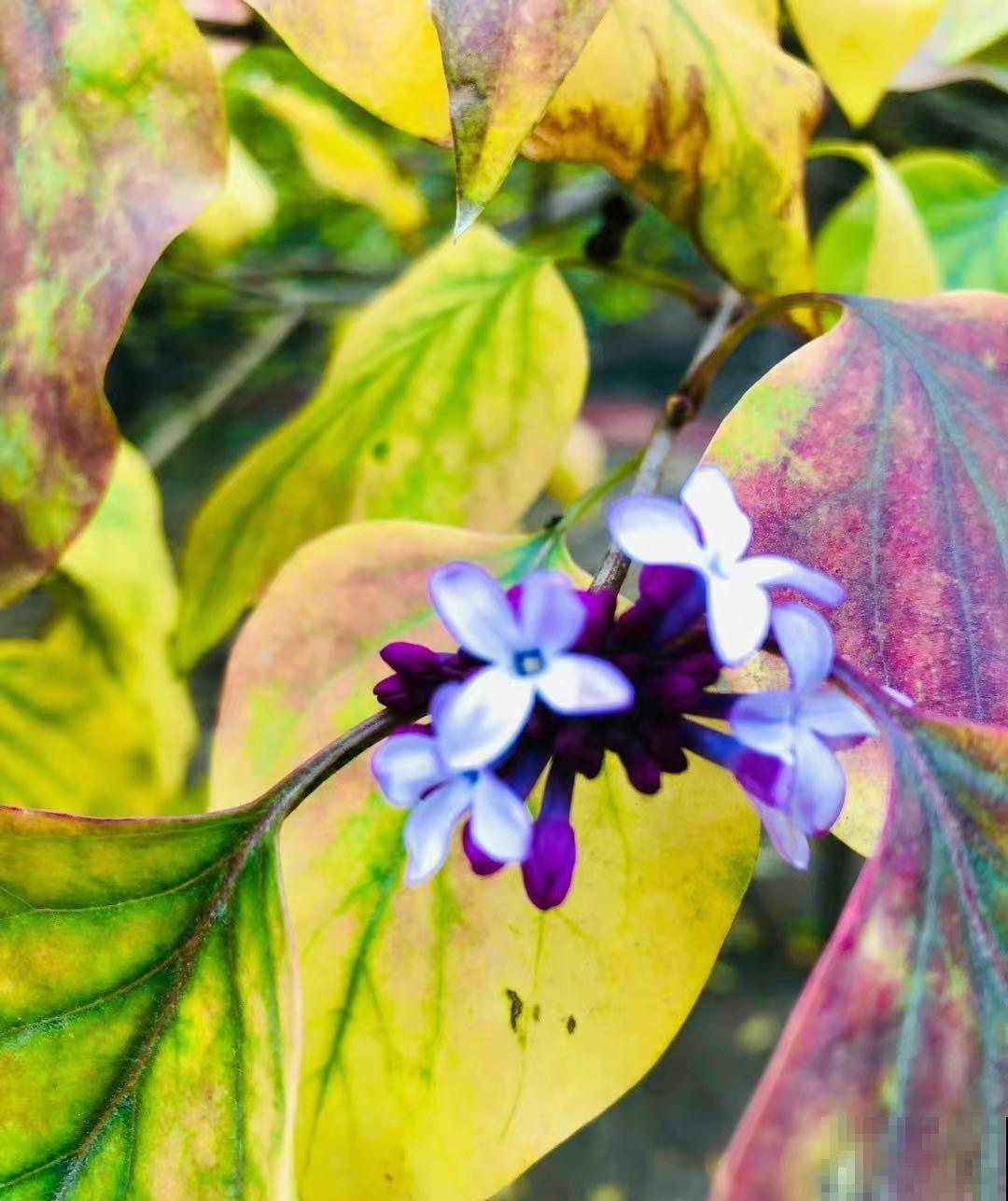 耐寒花清单，10种花能耐零下15度，秋冬养正合适