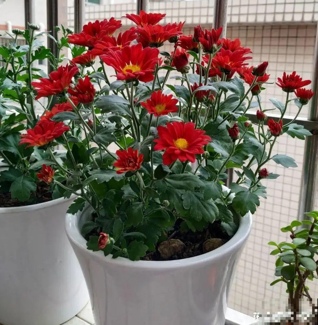 养的花一直不开花，主要是这6点做好，赶紧学起来