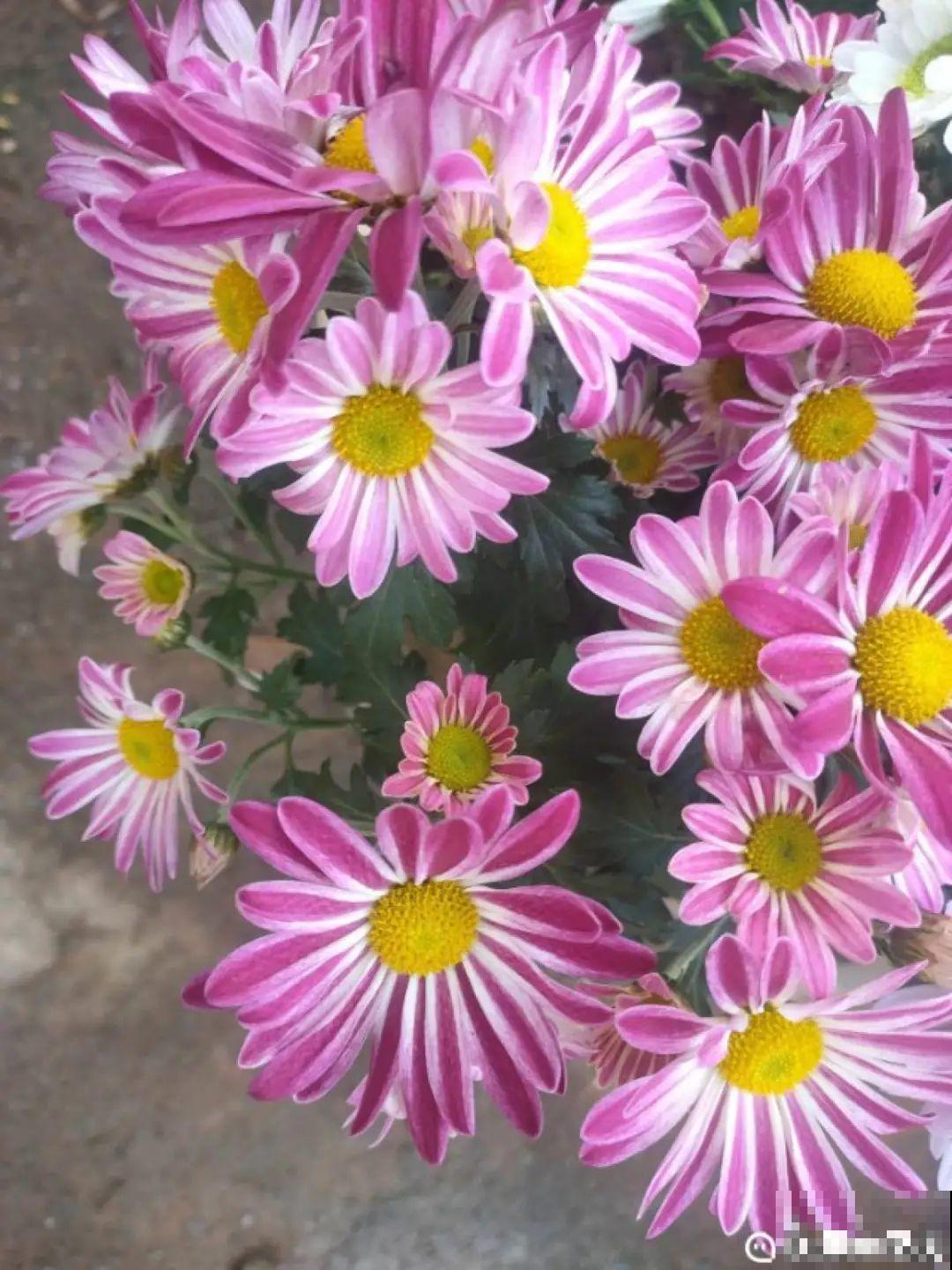 一盆菊花一万二，能开出七个颜色，真是少见