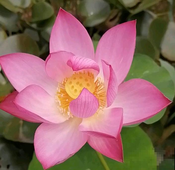 民间流传“不吉利的花”，敢养的人太少，你养过几种？