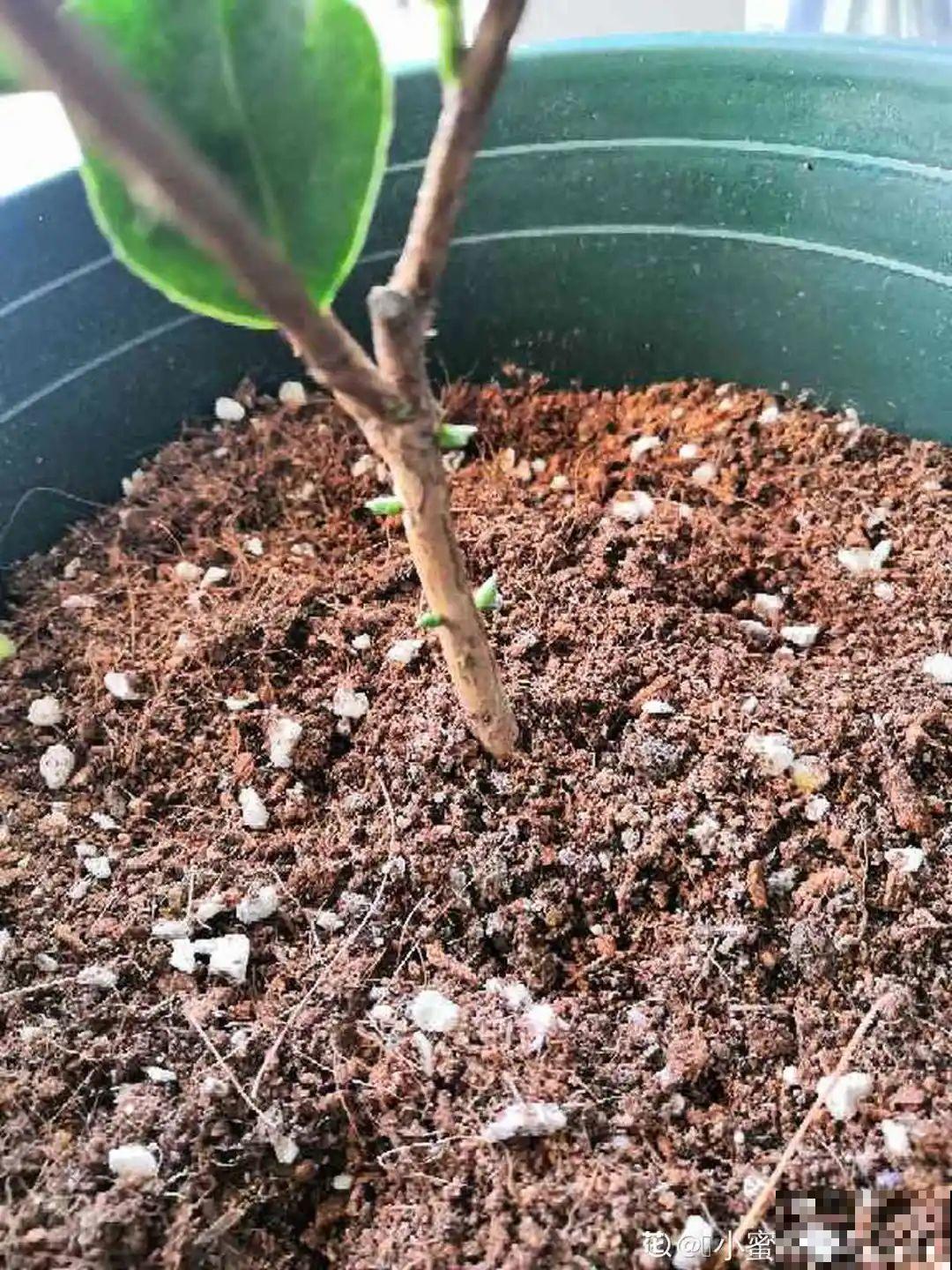 买茶花也要注意“坑”，注意5要点，叶子挺立有精神