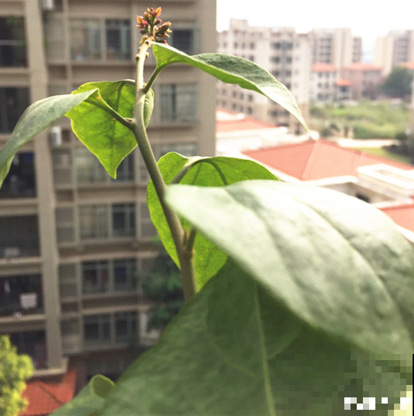 7种花有个小机关，找对位置打开它，新芽爆满盆