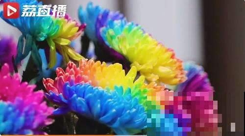 一盆菊花一万二，能开出七个颜色，真是少见