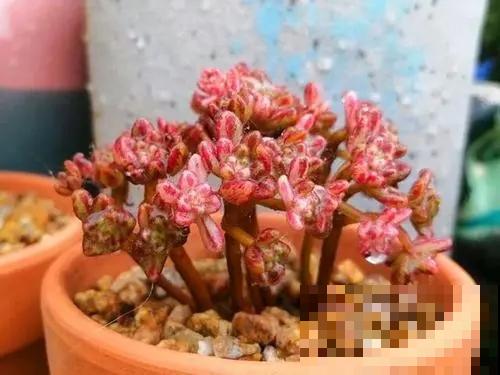 秋天去花市买花,见到这4种花千万别买,90%是假的 秋天去花市买花,见到这4种花千万别买,90%是假的