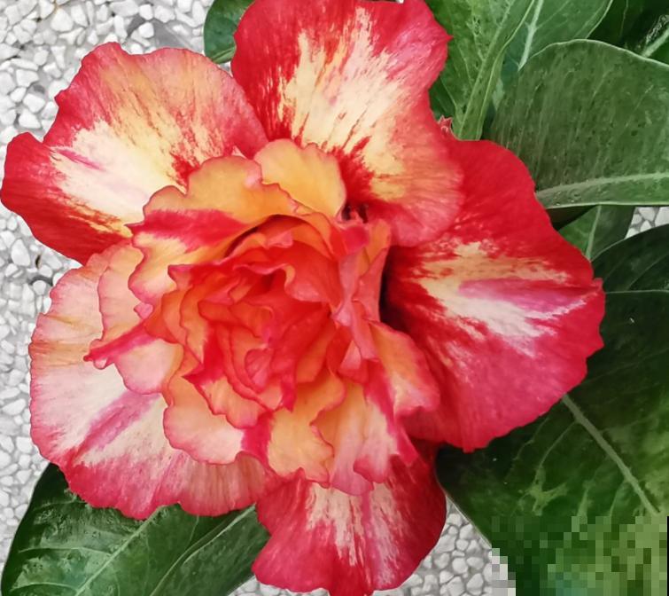 5种花,再穷也要养,就为图个好兆头 5种花,再穷也要养,就为图个好兆头