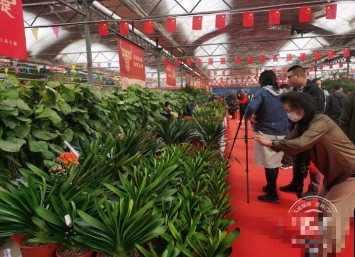 66万一盆的花,真是够贵的,打工几十年也攒不出一盆 66万一盆的花,真是够贵的,打工几十年也攒不出一盆