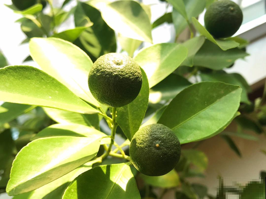 养花“急救”方法，1步搞定，别越拖越严重！