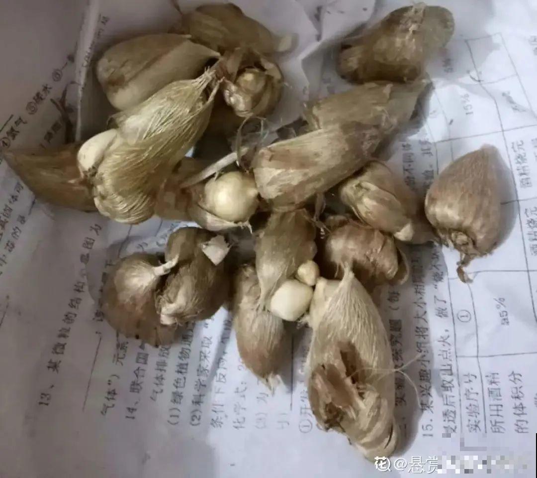 秋天在家养盆“香香花”，满屋子香味，还特耐寒