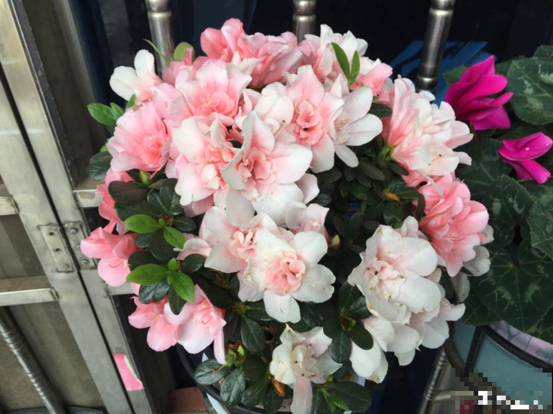 8种花，年年买，年年养死，今年可别当冤大头