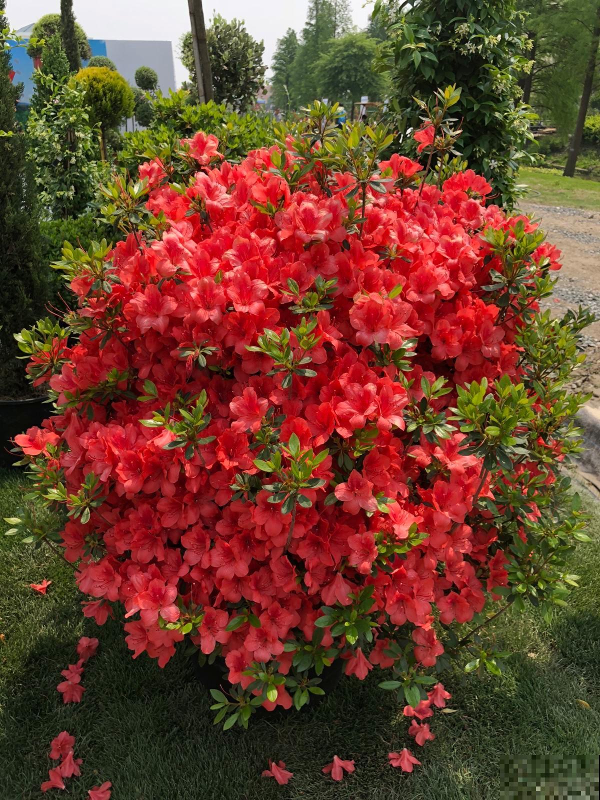 记住杜鹃花的“三喜三忌”，学会了，新手也能养爆盆