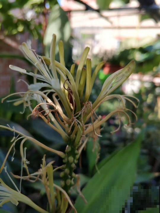 富贵竹开花，居然长得像“大葱”，见过的人真是不多