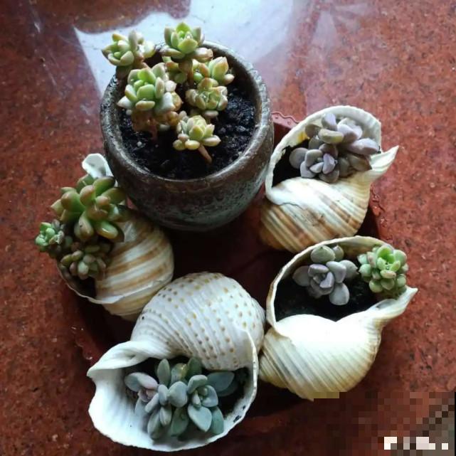 家里的“垃圾”留下，拿来养花效果好，颜值超高