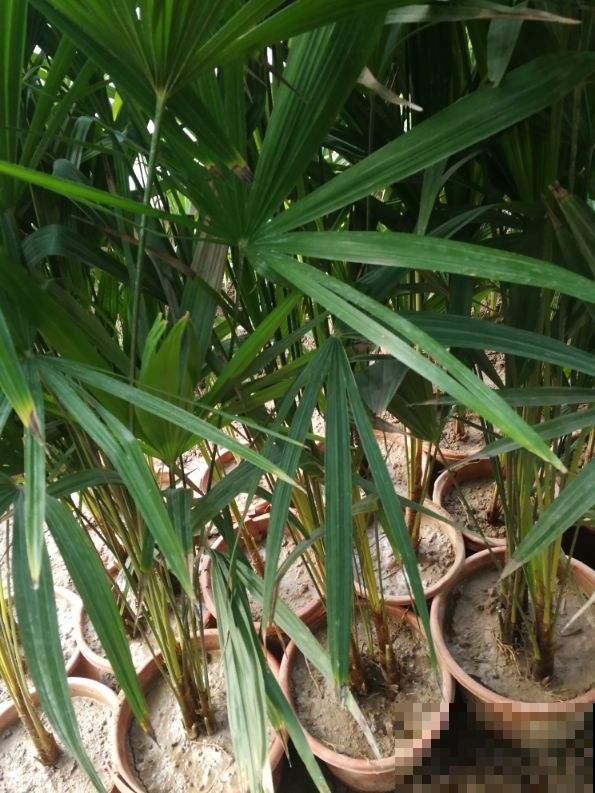 绿植的8个求救信号，多记住一个，就能多救一盆花