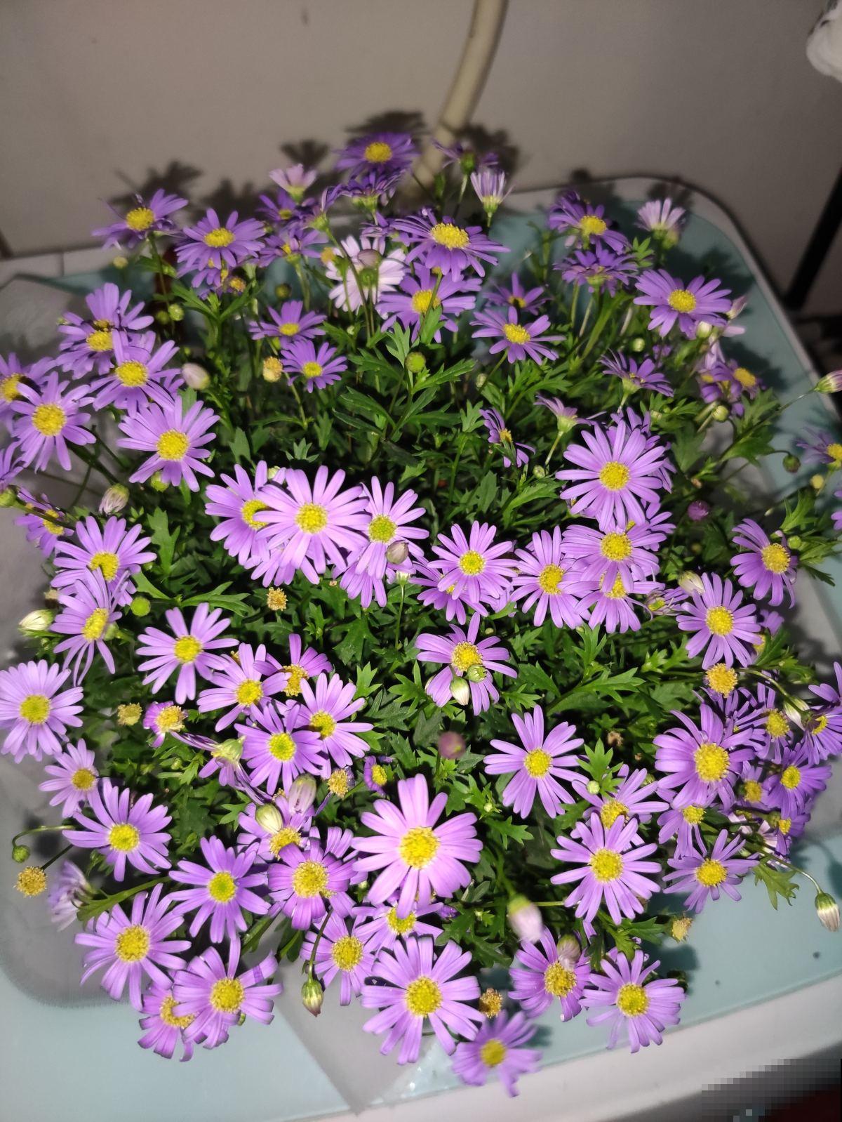 秋天常见的60种花，最全花卉图谱，收藏起来慢慢看