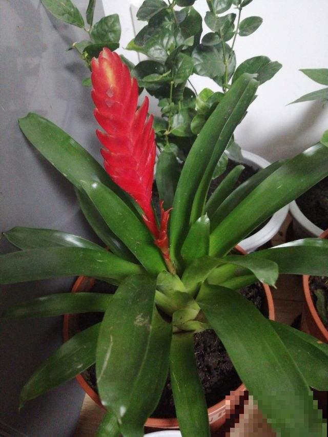 4种花有“旺宅”说法，养在家里“镇宅”，安全感十足