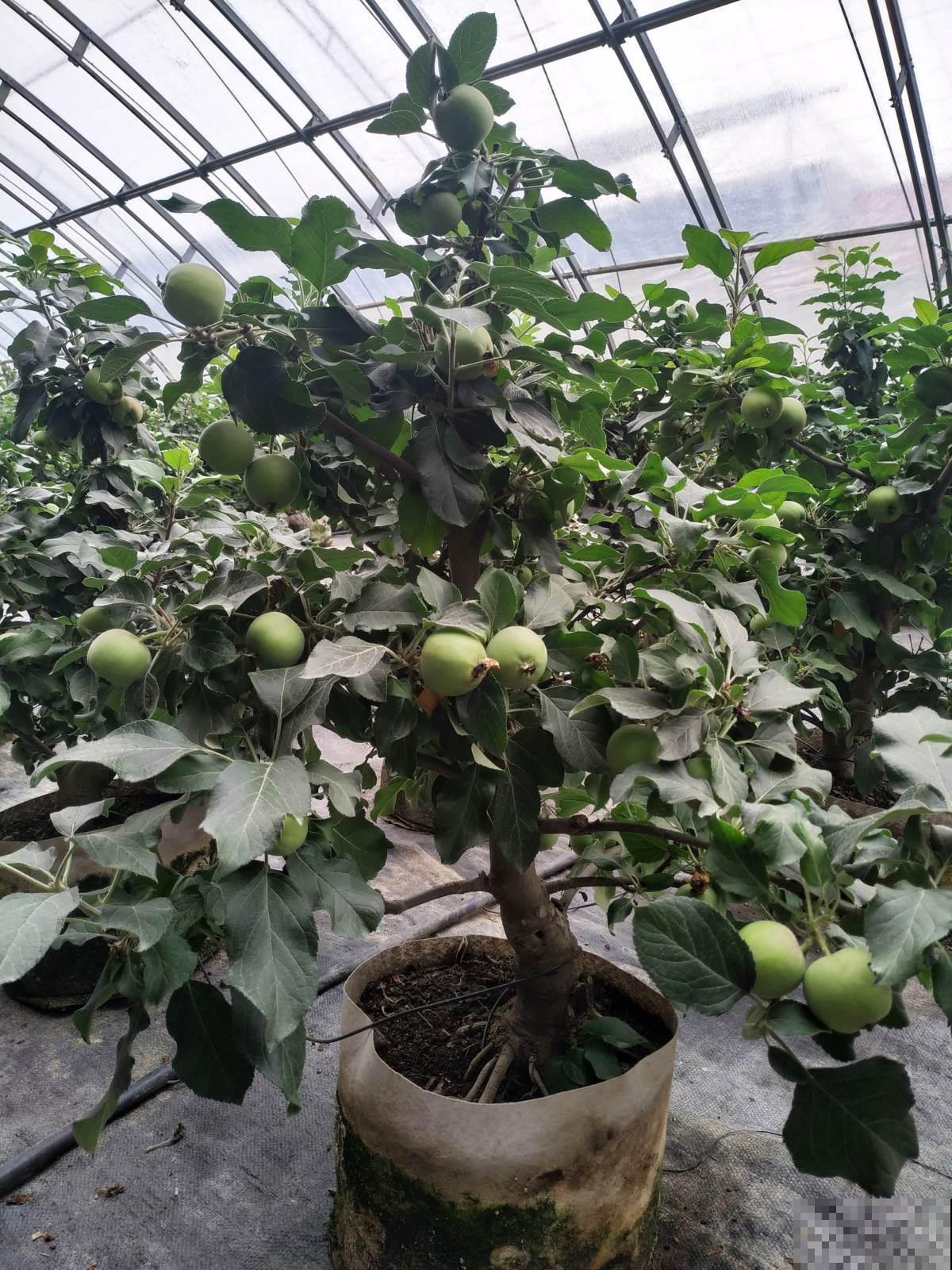 盆栽苹果怎么样？小孩吃的满手都是汁水，根本不够吃