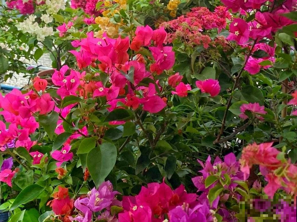 南方烂大街的4种植物，到了北方，一株都养不活