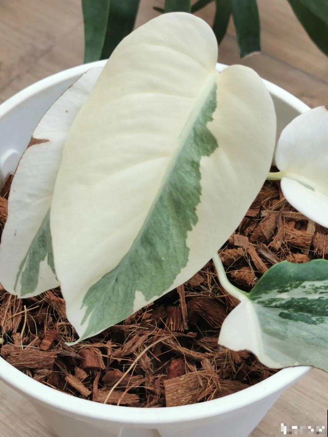 66万一盆的花,真是够贵的,打工几十年也攒不出一盆 66万一盆的花,真是够贵的,打工几十年也攒不出一盆