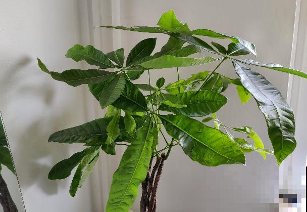 既能“招财运”，又健康的4种植物，适合新手养