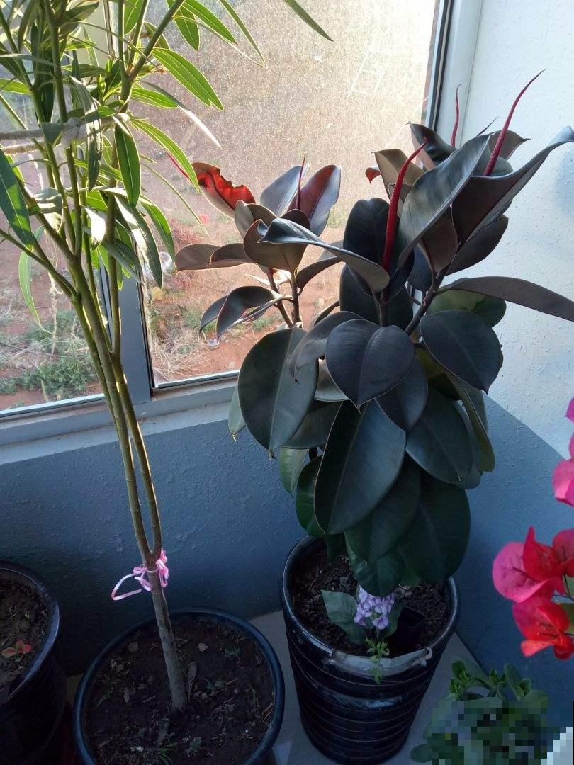 家里养一盆橡皮树,旺财又旺运,最适合放在室内养护 家里养一盆橡皮树,旺财又旺运,最适合放在室内养护