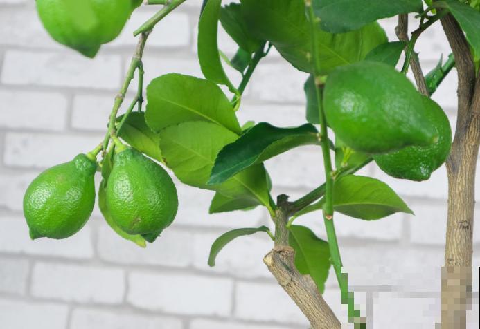 柠檬树的养殖方法和注意事项