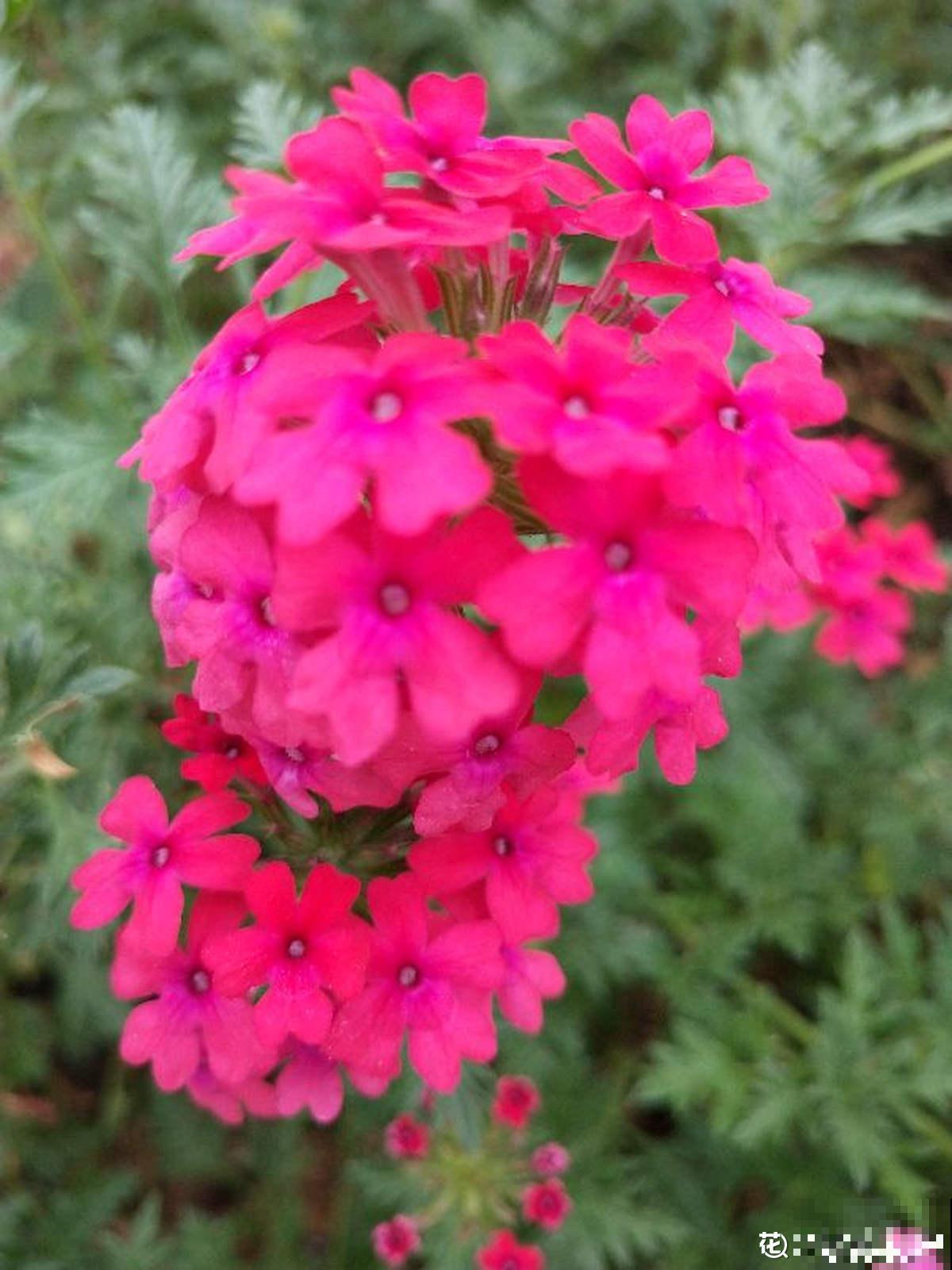 1种“美女花”，长在路边是野花，回家种就成了“开花机器”