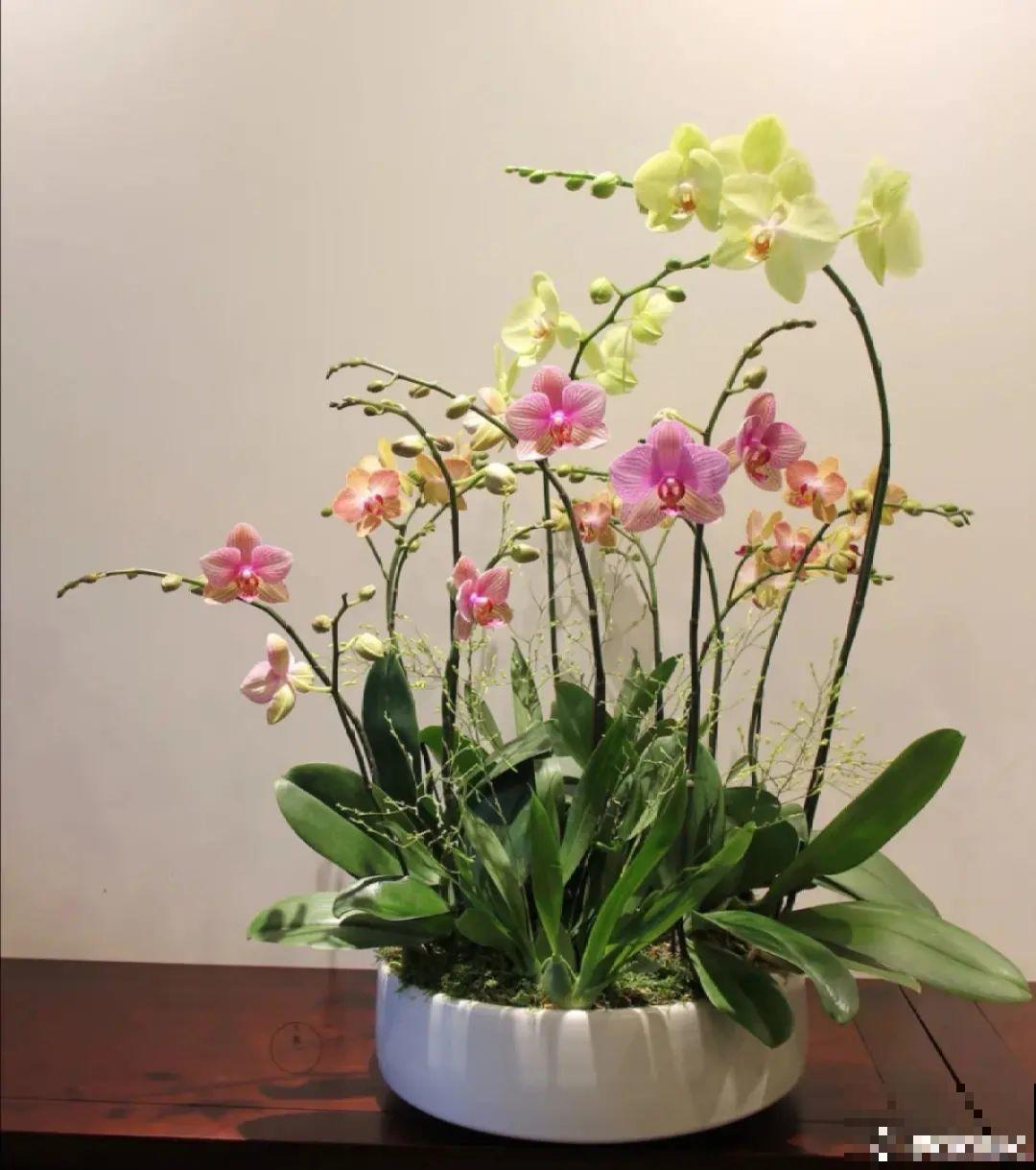 10种旺运花，一个月内要涨价，现在赶紧买