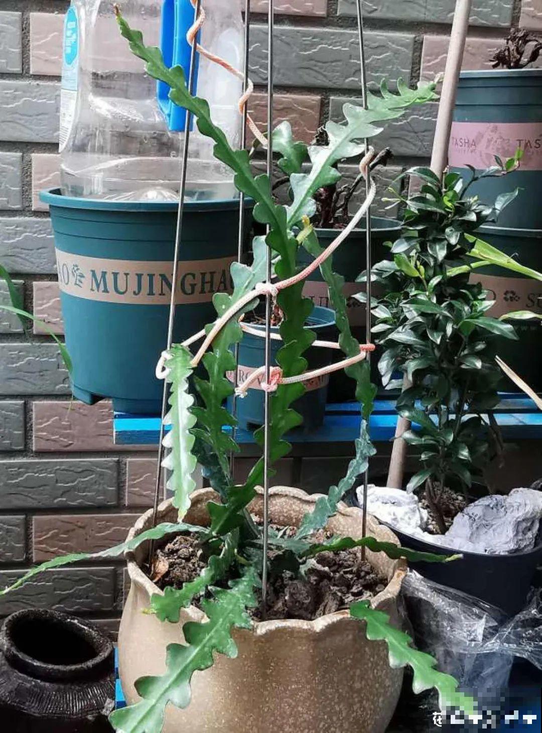 1种花就爱夜里开，养好能开上百朵花，满屋清香真过瘾