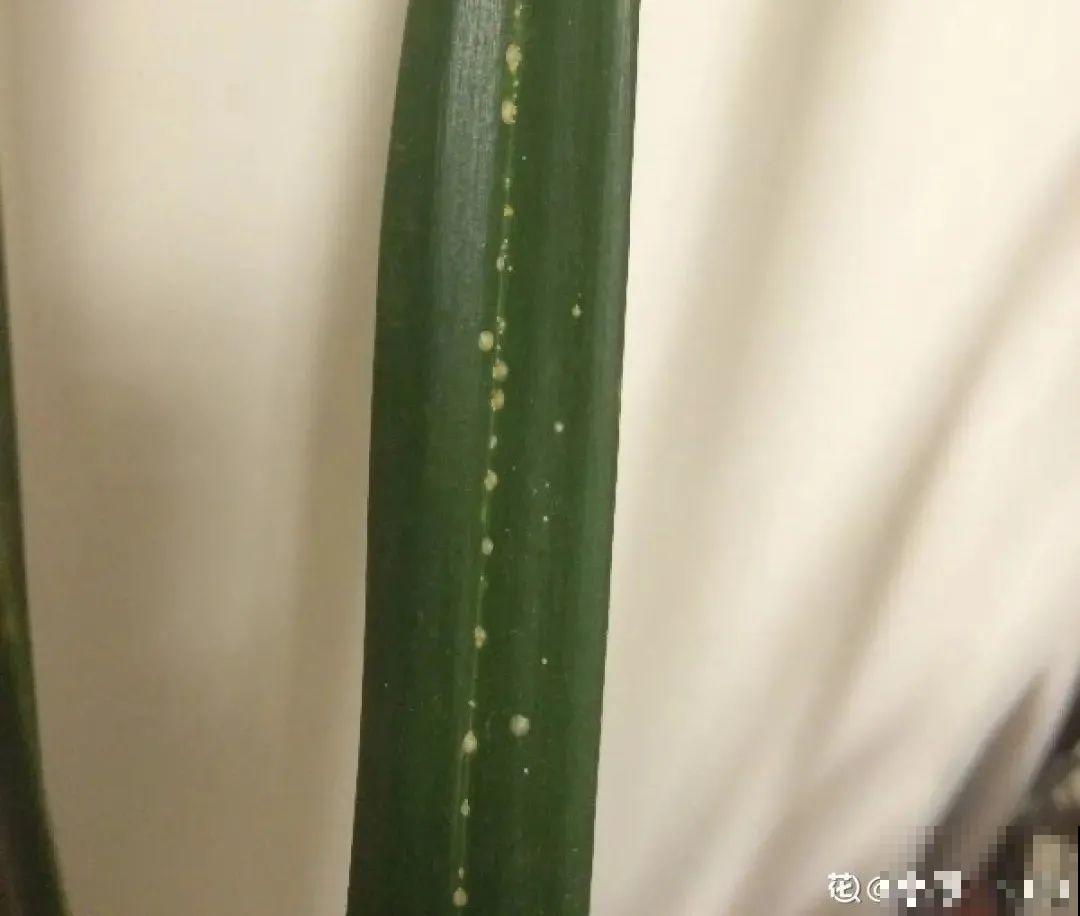 养君子兰就得学会6要点，叶子绿油亮，开花多又大