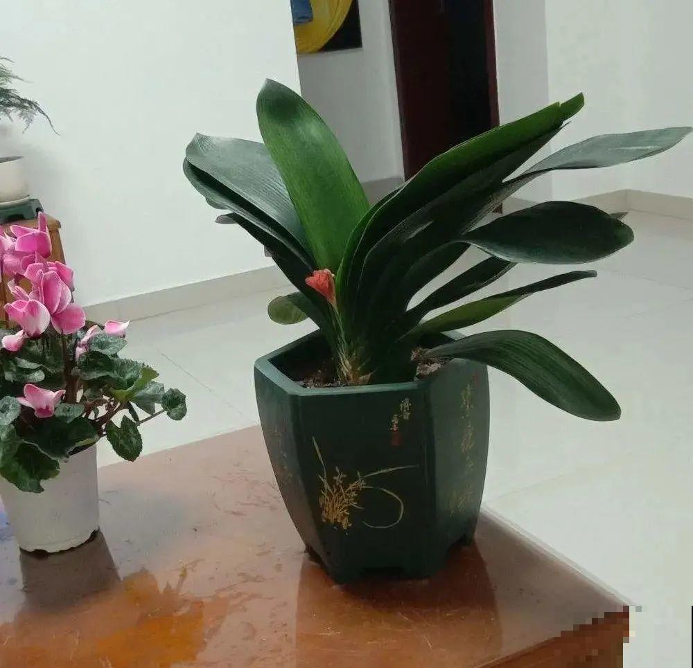 15种花，冬季浇水要注意，浇错了容易冻伤