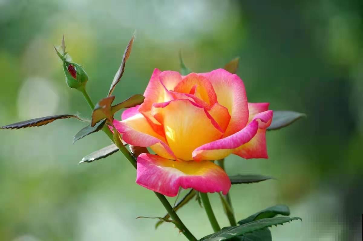 5种四季开花的植物,养一盆在家里,四季有花看 5种四季开花的植物,养一盆在家里,四季有花看