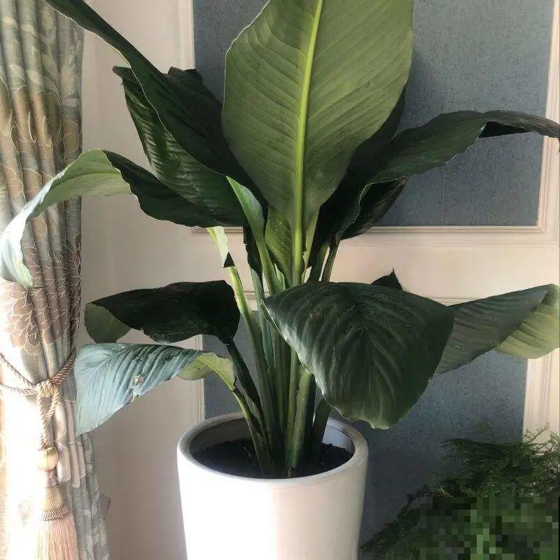 屋里养5种花，净化空气效果好，还特湿润