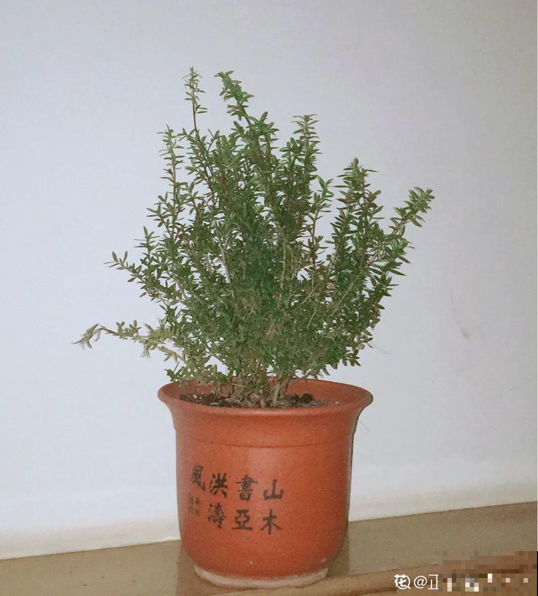 一种花像“松”又像“梅”，花色三变，易爆盆，开花持续小半年！