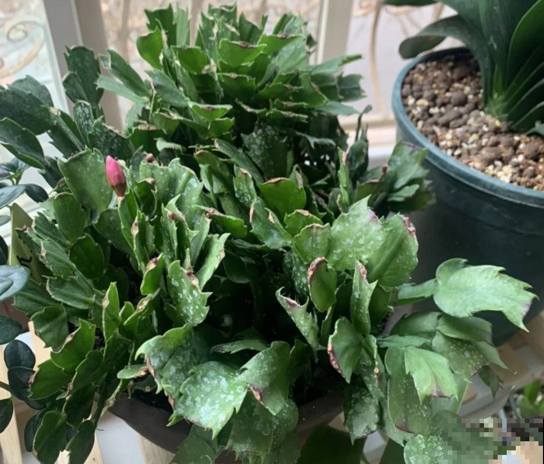 买茶花也要注意“坑”，注意5要点，叶子挺立有精神